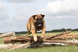 BULLMASTIFF 150